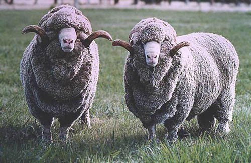 ムートンシーツ 羊毛皮 シープスキン 羊毛皮メディカル対応 - シーツ 